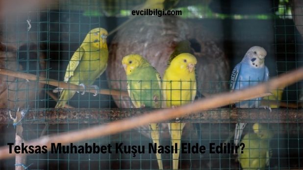 Teksas Muhabbet Kuşu Nasıl Elde Edilir