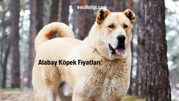 alabay köpek fiyatları alabay özellikleri