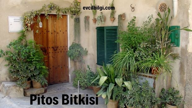 pitos bitkisi nedir pitos bitkisi nasıl çoğaltılır