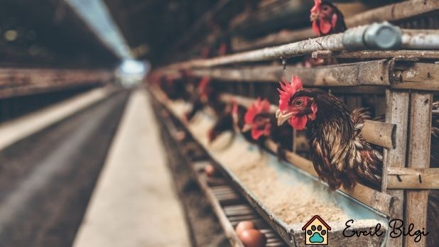 pleymut tavuk fiyatları pleymut tavuk özellikleri