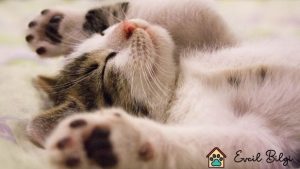 200 tl ye kedi var mı