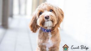 300 tl lik yavru köpekler ve cinsleri