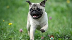500 tl satılık pug köpek