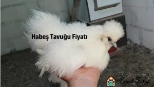habeş tavuğu fiyatı