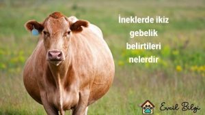 ineklerde ikiz gebelik belirtileri nelerdir