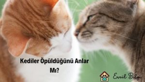 kediler öpüldüğünü anlar mı