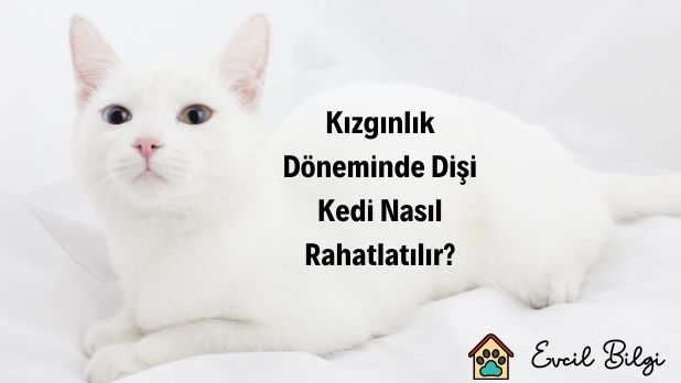 kızgınlık döneminde dişi kedi nasıl rahatlatılır