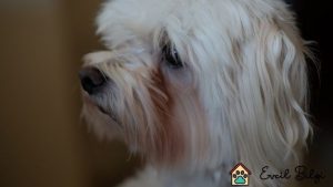 malta terrier sahiplenme ücretsiz
