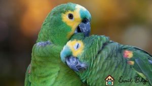 muhabbet kuşu fiyatları pet shop 2022 yılında ne kadar