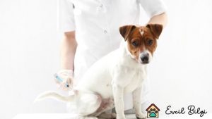 yavru köpek aşı fiyatları 2022