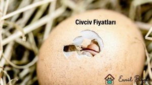 civciv fiyatları