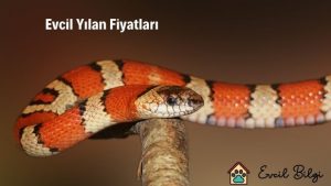 evcil yılan fiyatları özellikleri