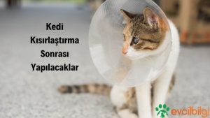 kedi kısırlaştırma sonrası