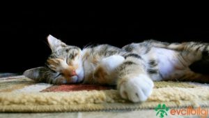 kedi kısırlaştırma sonrası erkek dişi davranışlar