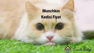 muchkin kedisi fiyat