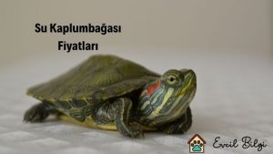 su kaplumbağası fiyatları