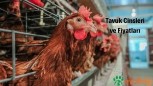 tavuk cinsleri ve fiyatları