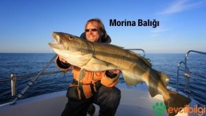 morina balığı