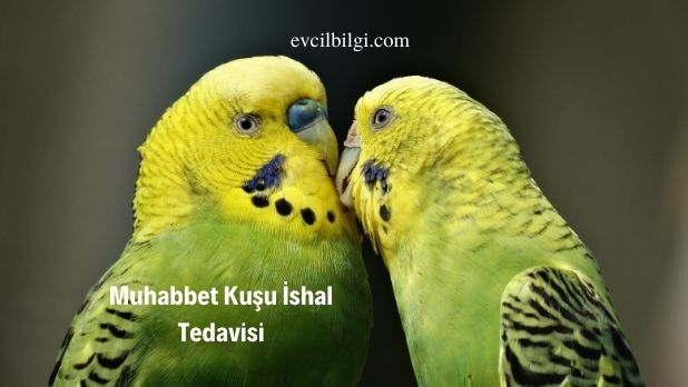 muhabbet kuşu ishal tedavisi