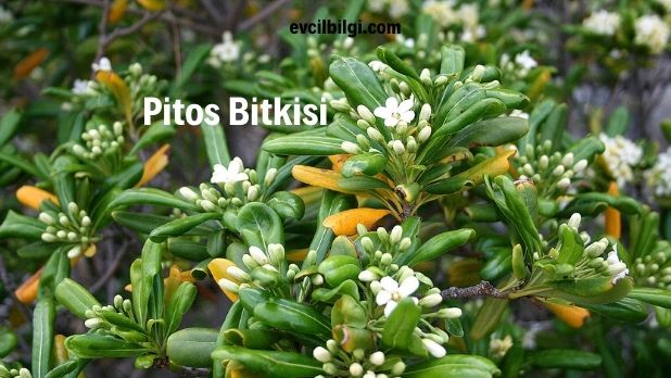 pitos bitkisi nedir özellikleri