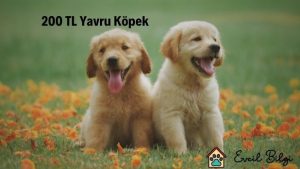 200 tl yavru köpek