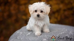 200 tl yavru köpek cinsleri