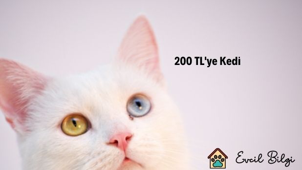 200 tl ye kedi