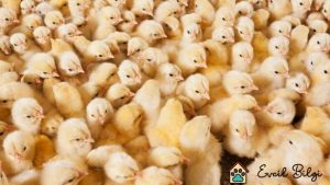 civciv kaç günde çıkar tavuk, ördek, kaz, hindi