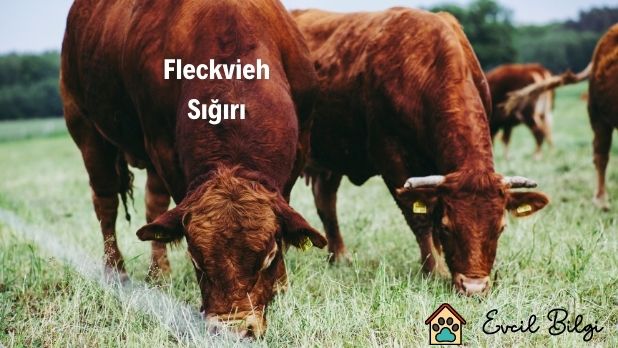 Fleckvieh Sığırı Özellikleri, Et-Süt Verimi,