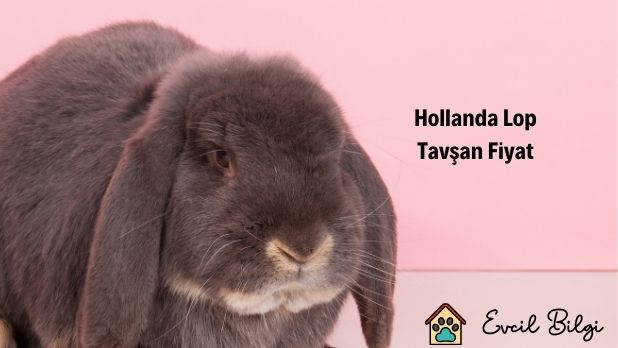 Hollanda Lop Tavşanı Fiyat 2022 Yılında Ne Kadar?