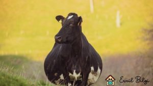 ineklerde ikiz gebelik belirtileri nelerdir nasıl anlaşılır