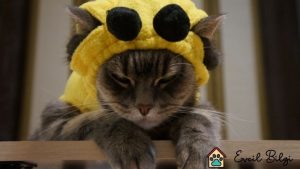 kedi arı sokması kedilerde arı sokması