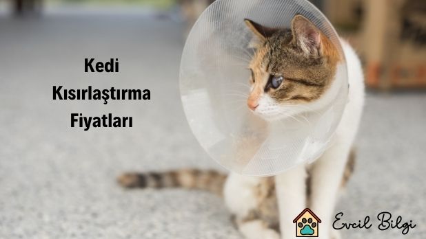 kedi-kisirlastirma-fiyatlari