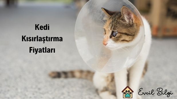 kedi