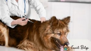 köpek aşı fiyatları 2022 yılında ne kadar