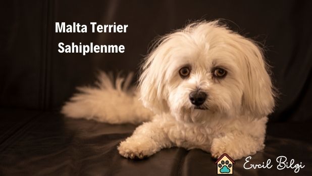 Maltese Terrier Sahiplenme Ücretsiz
