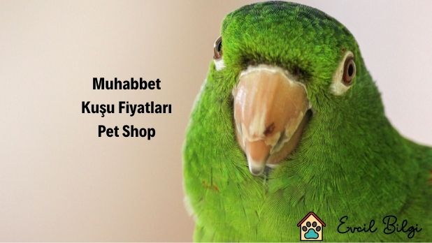 Muhabbet Kuşu Fiyatları Pet Shop 2022
