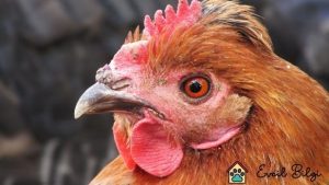 tavuklarda hırıltı nedenleri doğal tedavisi