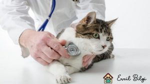 veteriner kliniğinden ücretsiz kedi sahiplenme