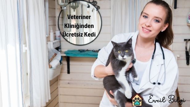 veteriner kliniğinden ücretsiz kedi