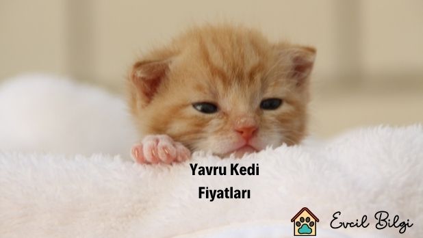 yavru kedi fiyatları 2022