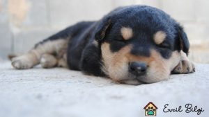 100 tl lık yavru köpekler, cinsleri