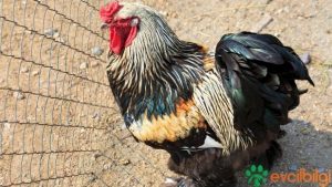 brahma tavuğu özellikleri yumurta verimi fiyatları