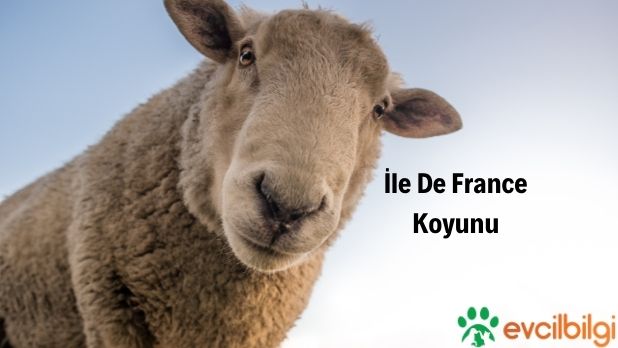 İle De France Koyunu Özellikleri, Fiyatı 2022