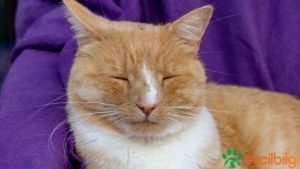 kedi aknesi kesin çözüm