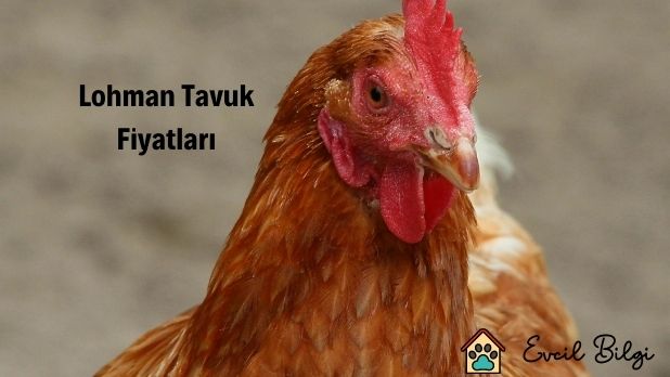 Lohman Tavuk Fiyatları