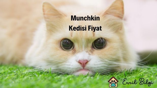 Munchkin Kedisi Fiyatları