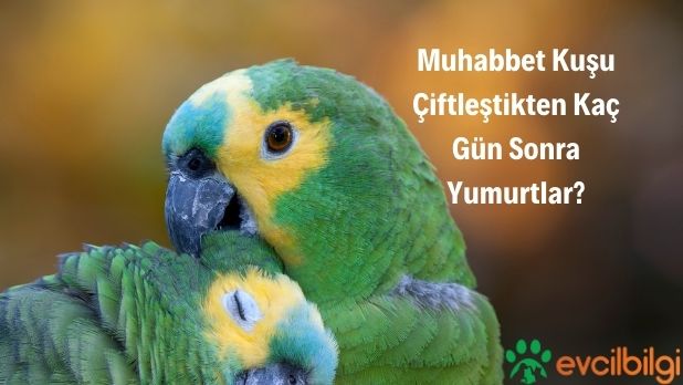 muhabbet kuşu çiftleştikten kaç gün sonra yumurtlar