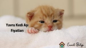 yavru kedi aşı fiyatları