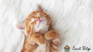 yavru kedi aşı fiyatları ne kadar